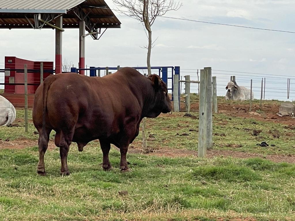 Melhoramento da Raça/ Cruzamento